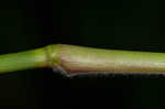 Woolly rosette grass